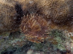 Magnifient Featherduster Worm